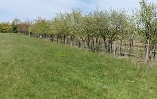 Teren extravilan 7.200 mp, Bordea - Grajduri, oportunitate investiție - Poză 9