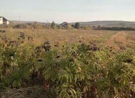 Teren intravilan 5000 m² de vânzare în Lunca Cetățuii, Ciurea - Poză 2