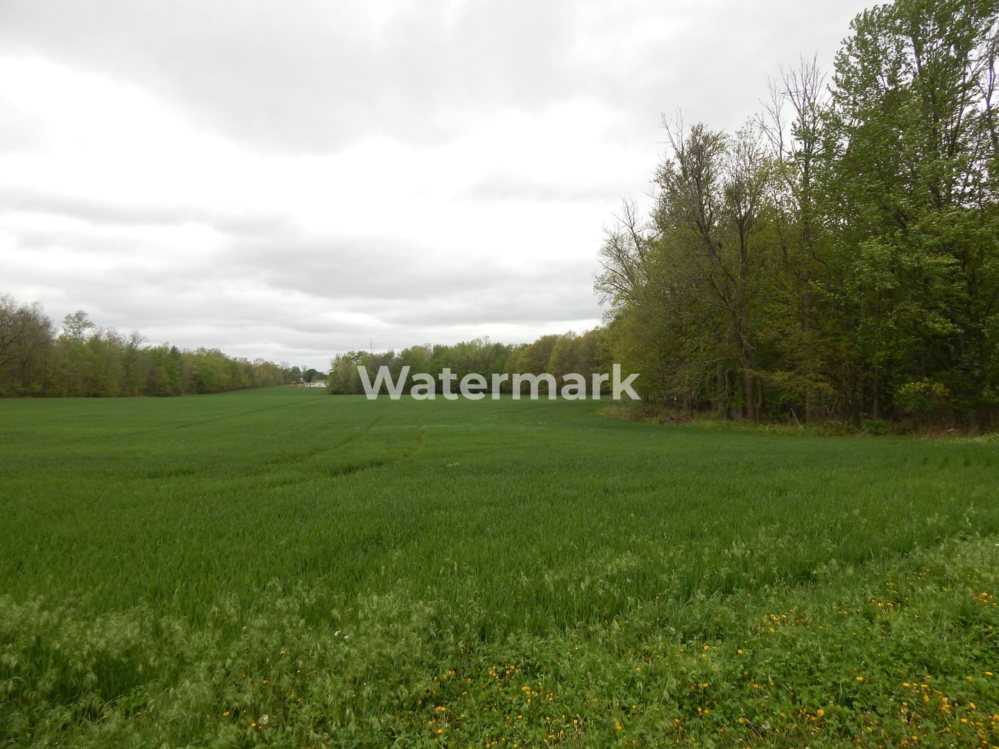 Teren in zona buna de vanzare - Poză 3