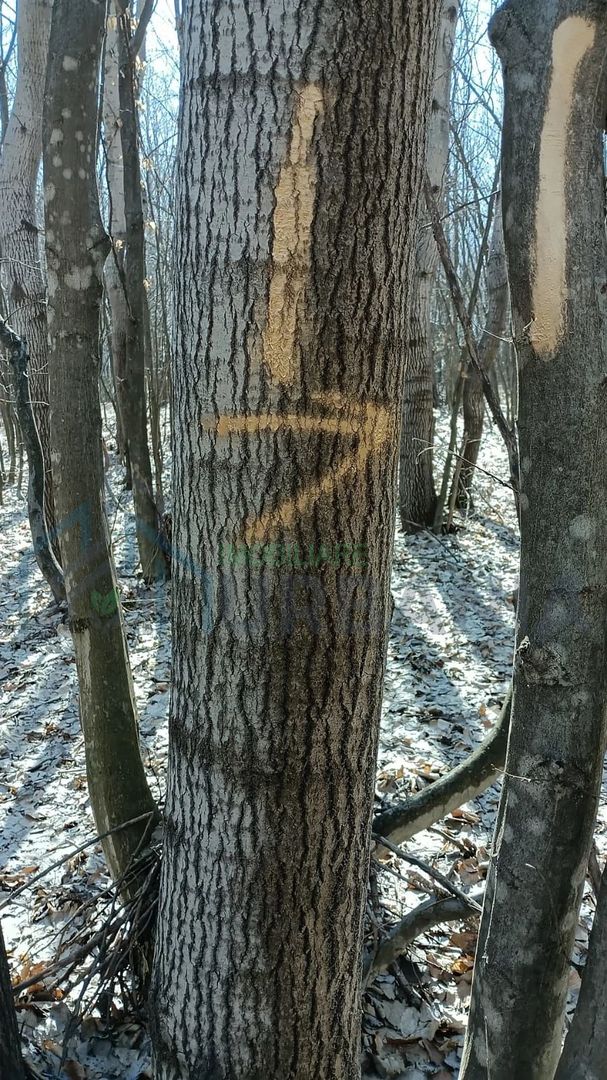 Teren forestier de vânzare, 1 ha, județul Neamț, comunele Rediu Borlești, OS Tazlău - Poză 9