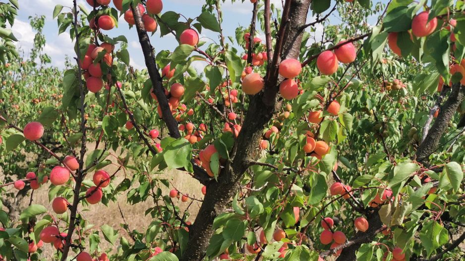 Ferma pomicola cu teren livada 270 ha - Timis - Poză 3