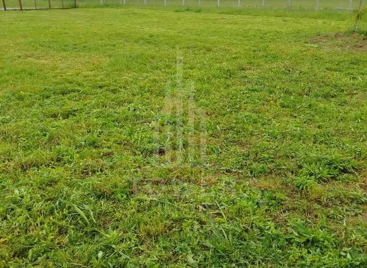 Grădină 862 mp cu cabanuta și pomi fructiferi – între Tălmaciu și Sadu - Poză 6