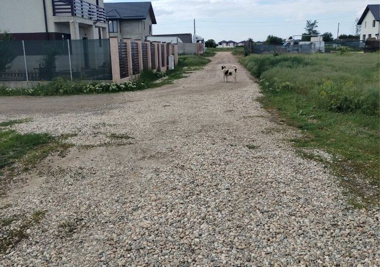 Teren intavilan 450mp in zona Ciorogarla - Poză 7