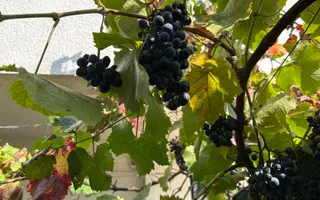 Vila de vanzare in Tunari I Gata de mutat I 4 camere 5 parcari  COM0% - Poză 53
