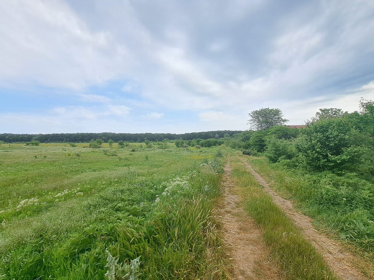 Teren intravilan 3656 mp - Padurea Andronache - Poză 3