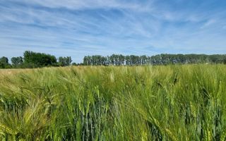 Ferma de Cultura Mare 1100 HA - Poză 10