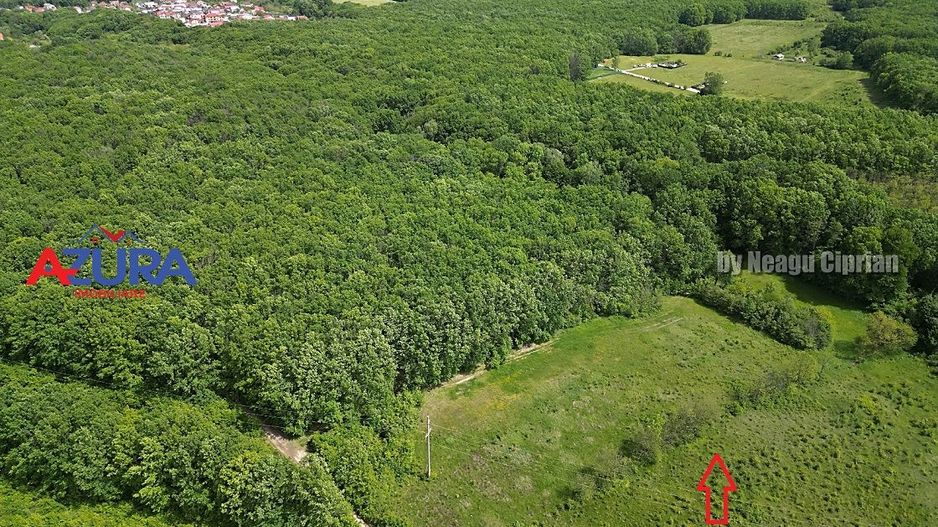 Vanzare teren Balotesti, la padure - Poză 3