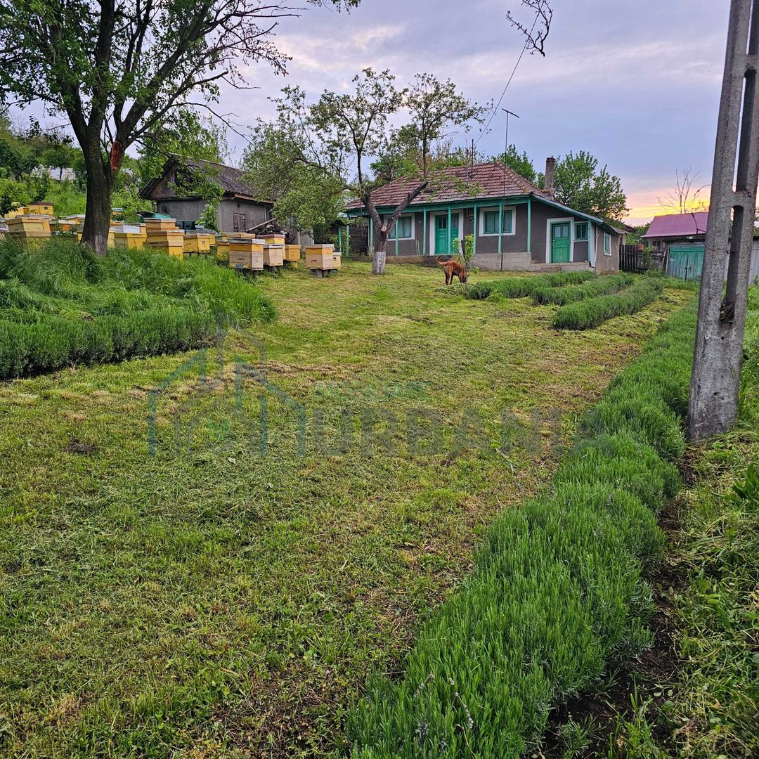 Casă de vânzare în satul Roșu, comuna Răducăneni, județul Iași – teren 5.000 mp cu livadă și vie - Poză 1