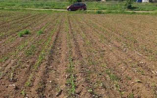 Teren intravilan 1.000 mp | Moara Vlăsiei | Strada Berzei - Poză 9