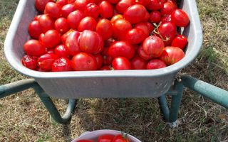 Proprietate cu 60000 mp pamant la pret de apartament - Poză 30