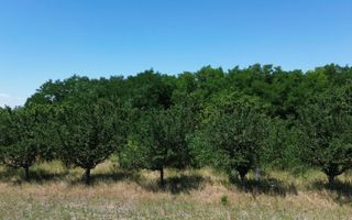 Teren cu livadă – 9.000 mp –la 400 m de ieșirea din Chișinau Cris - Poză 9