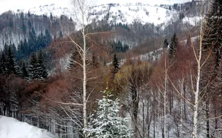 teren intravilan in zona Magura Bran - Poză 15