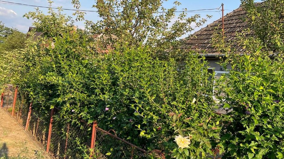 Casa parter 35 km de la Timisoara - Poză 8