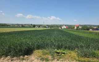 TEREN EXTRAVILAN | MITOCU DRAGOMIRNEI | 2.600 Mp - Poză 8