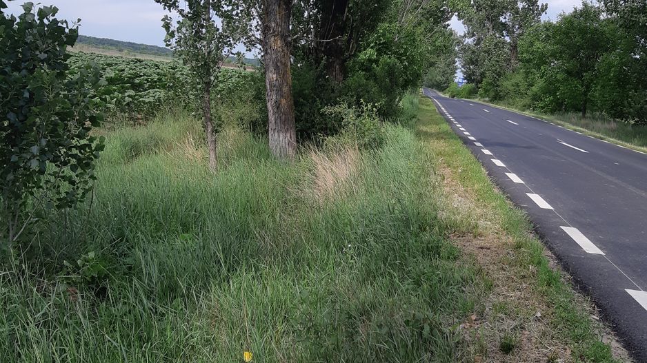 Teren 10.000 mp (1 ha) – Siliștea Snagovului – acces drum comunal – investiție - Poză 2