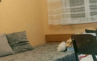 Vanzare apartament luminos 3 camere Titan-Onisifor Ghibu, boxa - Poză 2