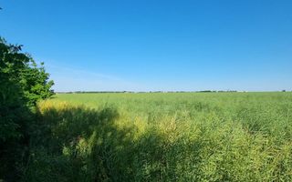 Ferma de Cultura Mare 1100 HA - Poză 6