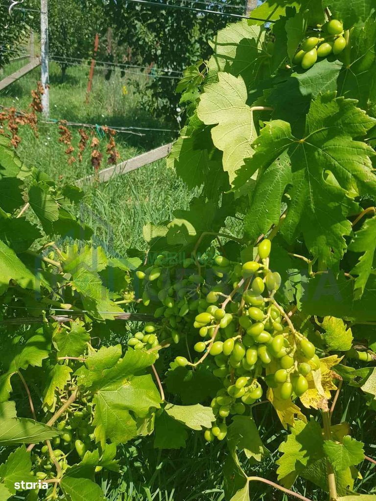 Teren intravilan de vânzare - 6200mp, pădure în apropiere - Poză 10