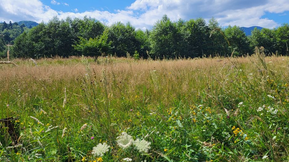 Plaiul Foii, teren pretabil casă de vacanță, pensiune, comision 0% - Poză 9