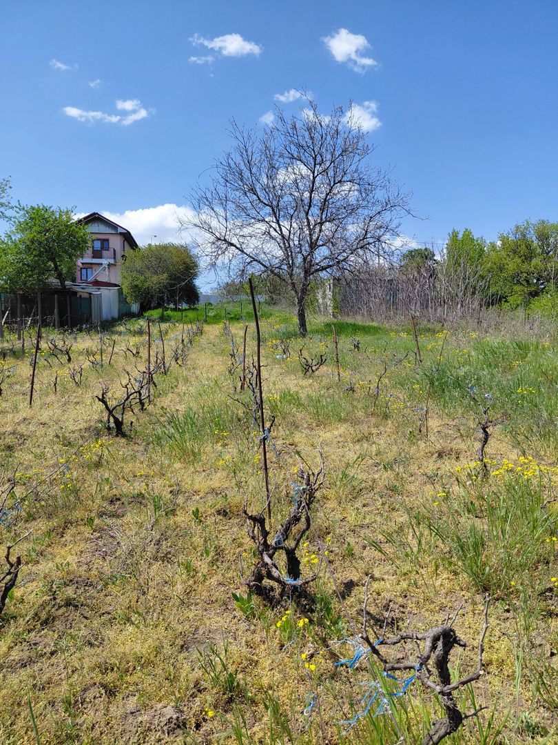 Teren intravilan 3.250 mp în Filești – Ideal pentru casă sau investiție! - Poză 12