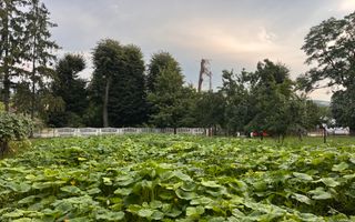 TEREN INTRAVILAN 10 ARI  I Rotopanesti/Suceava I 20.000Euro - Poză 1