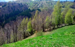 teren intravilan in zona Magura Bran - Poză 23