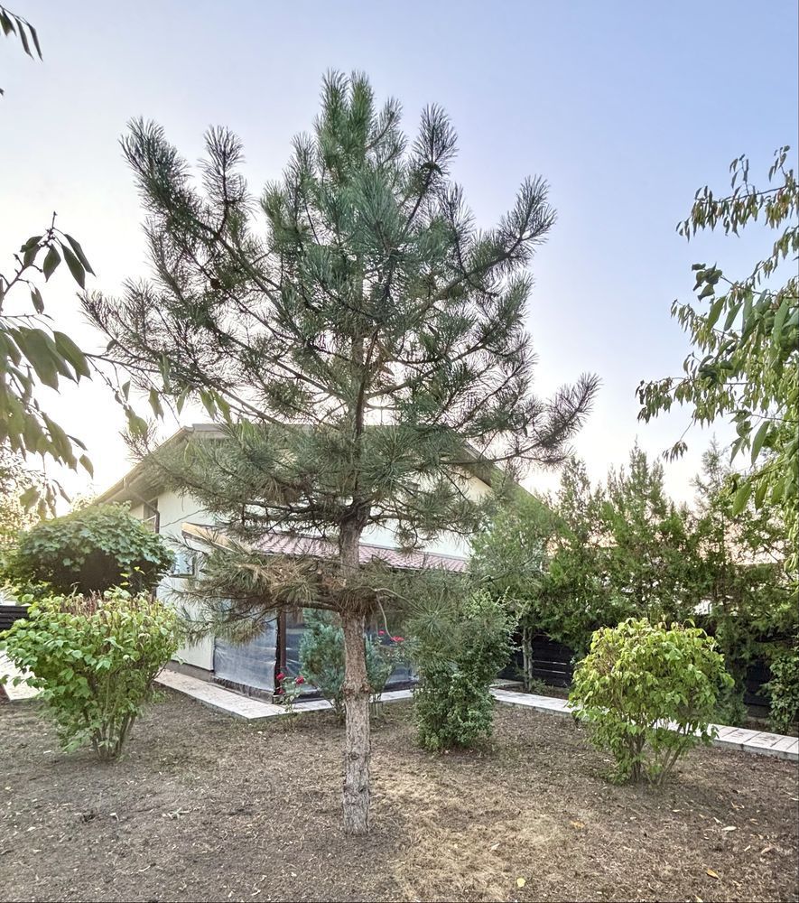 Casa cocheta, Corbeanca, langa padure - Poză 7