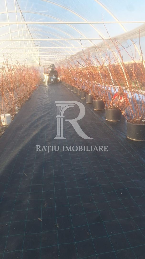 Afacere agricolă la cheie | Plantație afine | Solarii | 18.800 mp - Poză 7