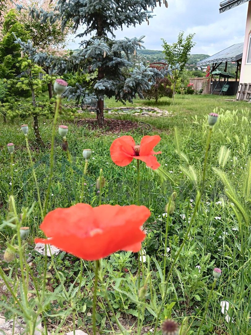 Parter la casa cu etaj, Mogosesti - Iasi, 10 km - Poză 7