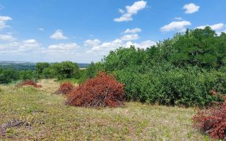 Teren intravilan, Curaturi, comuna Ciurea, 6310 mp - Poză 4