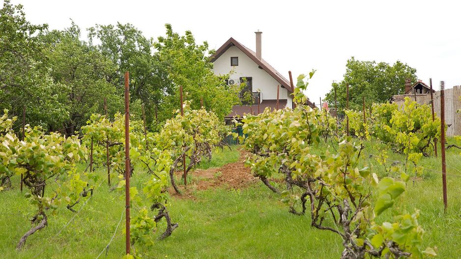 Vilă cu 5 dormitoare, 4 băi, 2 248mp teren, piscină. Preț: 229 000 Eur - Poză 14