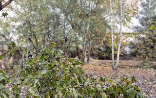 Casa individuala deosebita cu 4 camere P+M zona Ciarda Rosie Timisoara - Poză 14