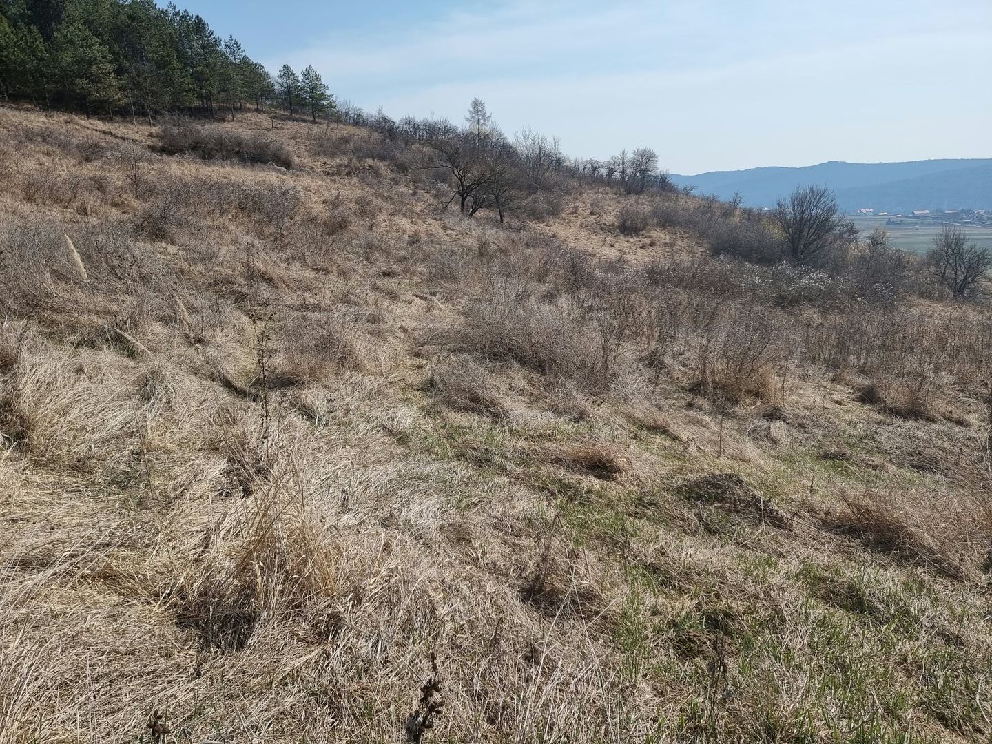 Teren de vanzare in Corunca –5.000 mp /55.000 EUR - Poză 3