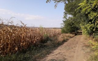 Teren intravilan 5.000 mp în Budăi, Podu Iloaiei – Oportunitate pentru dezvoltatori - Poză 3