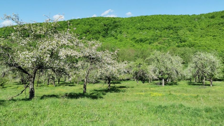 Teren 680mp Budeasa Mica, AG - Poză 4