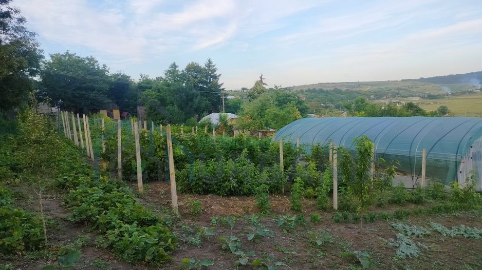 Teren intravilan de 1550 mp în localitatea Buznea, strada Corneliu Coposu - Poză 5
