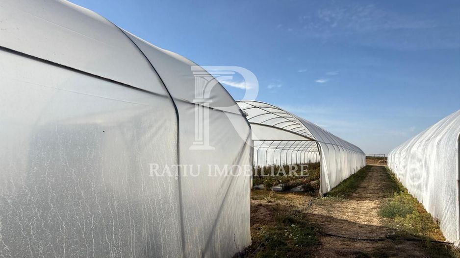 Teren intravilan agricol | 7029 mp | Satu Nou | Bihor - Poză 10