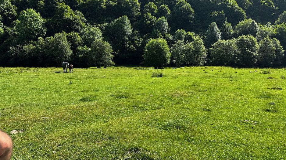 2 Loturi a 2124+2744mp Barsa Fierului / Plaiul Foii - Poză 10