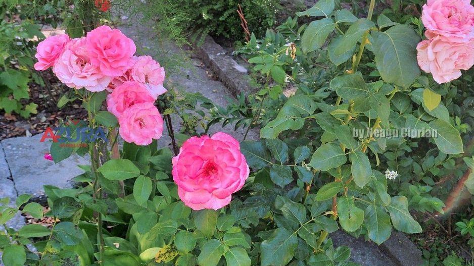 AZURA Imobiliare Pitesti - Casa Gavana Pozitie Excelenta - Poză 77