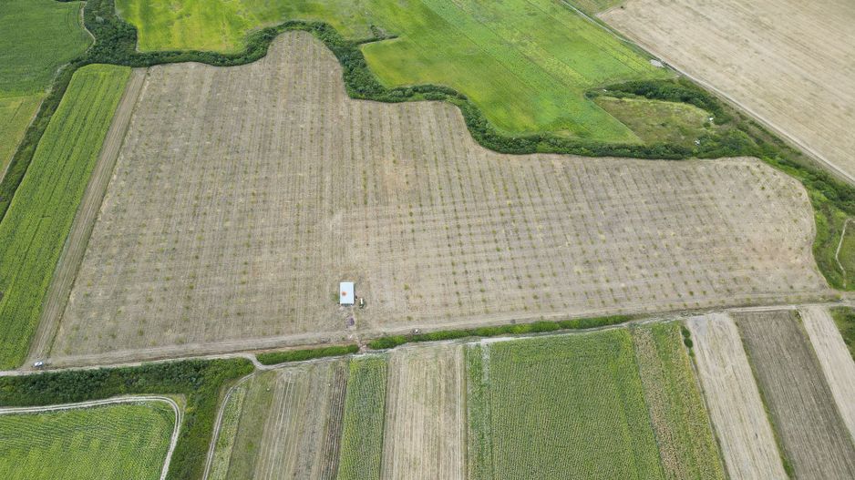 Livadă BIO de nuci de vânzare lângă Cermei - Poză 4