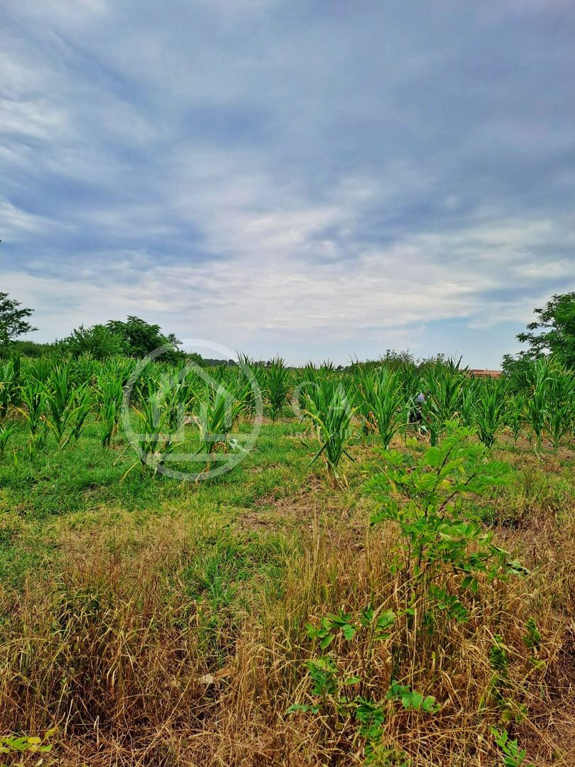 Teren intravilan de vanzare in Cefa, Bihor - Poză 1