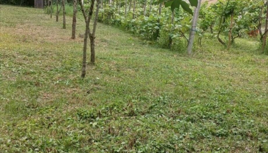 Teren 36 Ari intravilan Zona Strandului - Poză 3