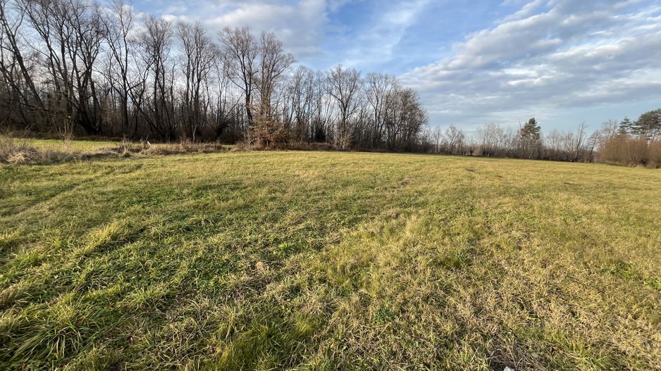 TEREN INTRAVILAN GENEROS | 72 ARI | GALANESTI - Poză 4