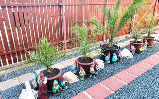 Casa individuala - Dumbravita - Poză 14