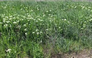 Teren intravilan Peris | 400 mp | Oportunitate investitie - Poză 8