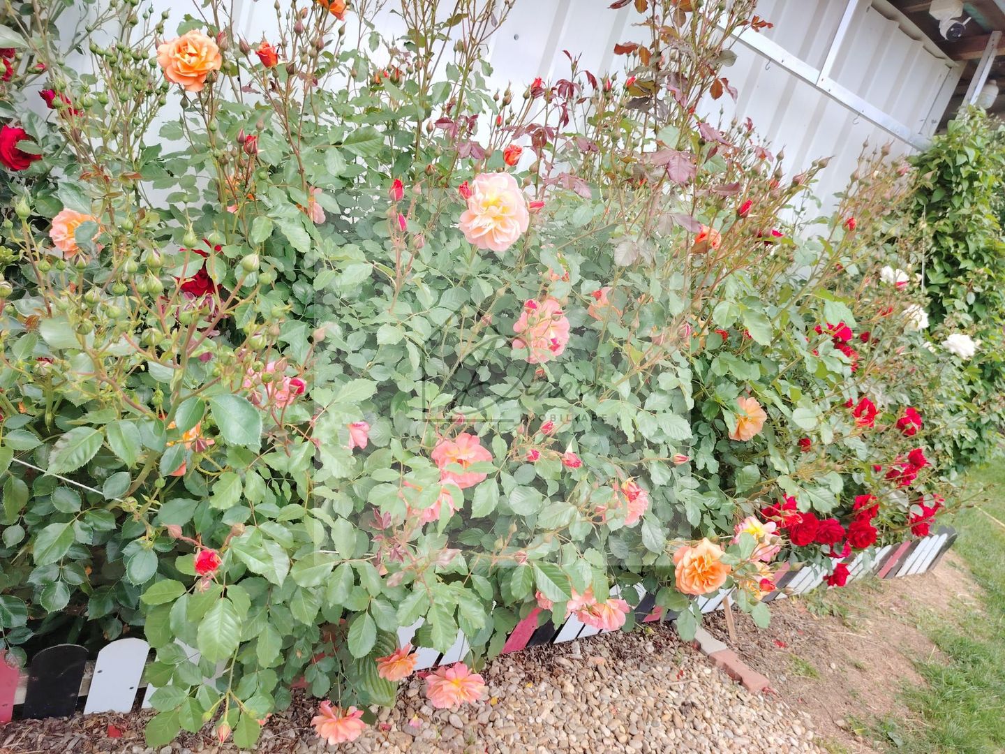 Casa Ciocanesti Cretu - 2 camere cu teren 2539 mp  - Jud. Dambovita - Poză 39