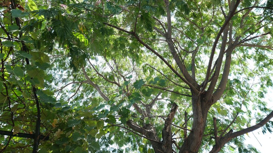 LACUL TEI - Tei Toboc, imobil teren 200 mp. plus casa din caramida - Poză 20