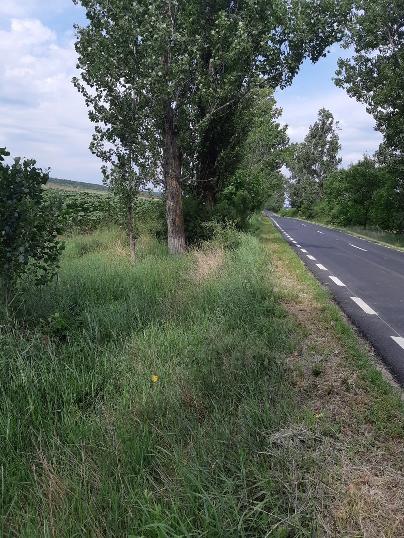 Teren 10.000 mp (1 ha) – Siliștea Snagovului – acces drum comunal – investiție - Poză 2