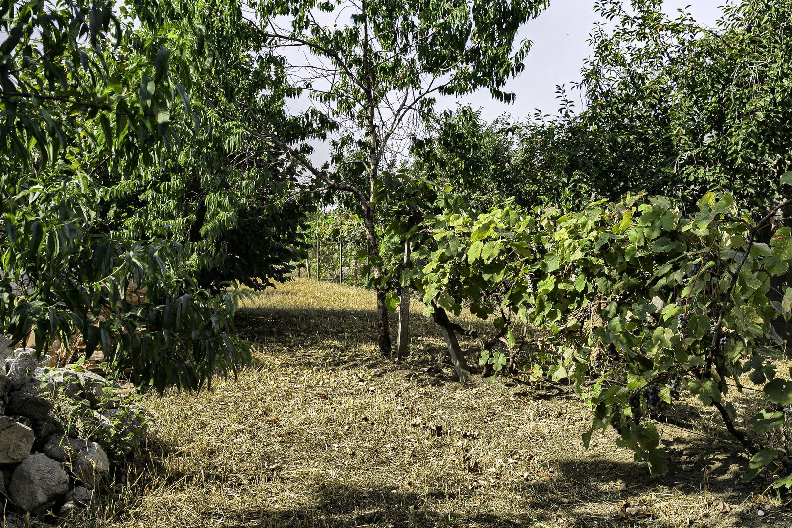 Casa noua la gri Pancota - Comision 0 la cumparator - Poză 10