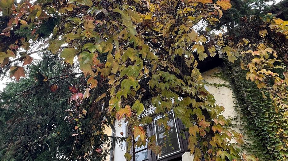 Casa Cotroceni | S+P+ET+POD | teren 188 mp - Poză 2